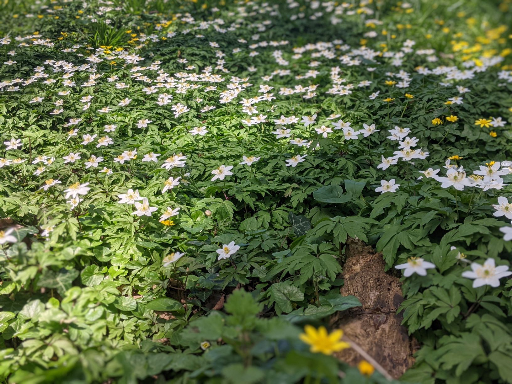 Wood Anenomes in the sun,  Mill Lane March 30th, 2021